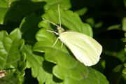 Cabbage White (Pieris rapae)